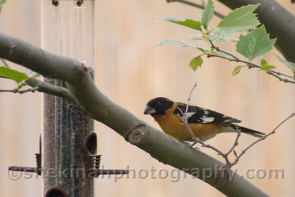 Black headed Grosbeak