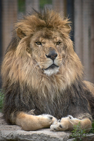 Sampson