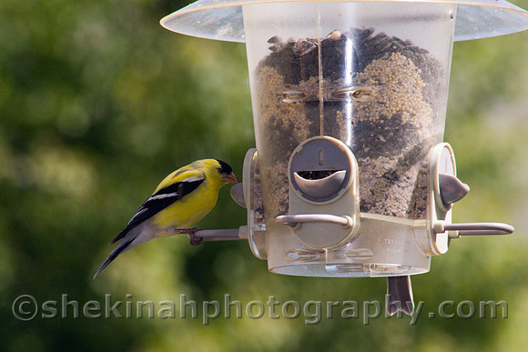 American Goldfinch