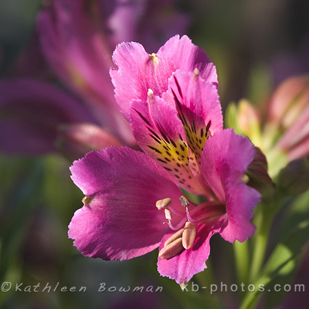 Lily