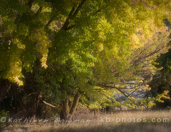 Dreamy Trees