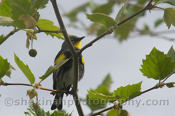 Yellow-rumped Warbler