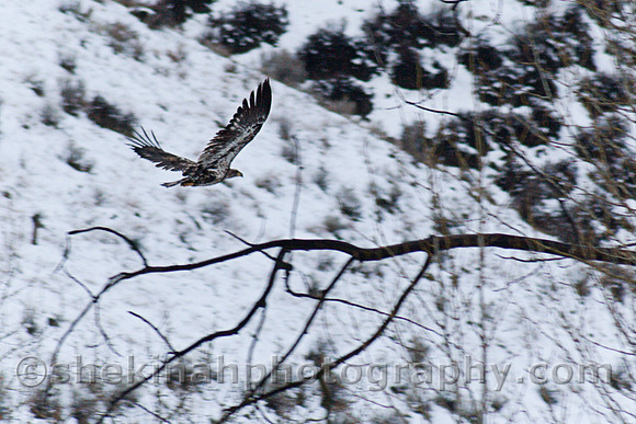 American Bald Eagle