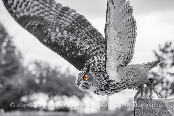 Taking flight 2