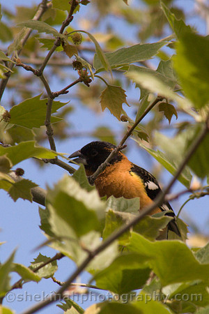 Black-Headed Grosbeak