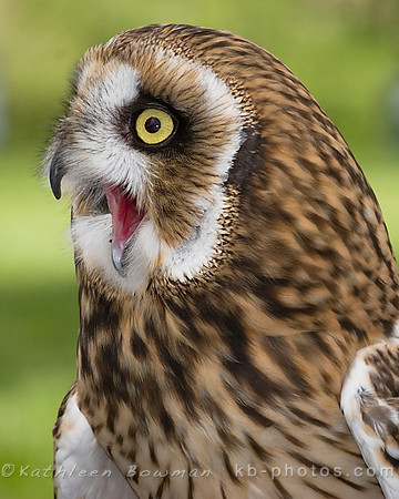 Short Eared Owl squawking