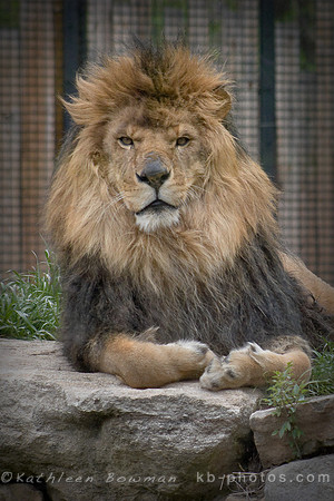 Sampson