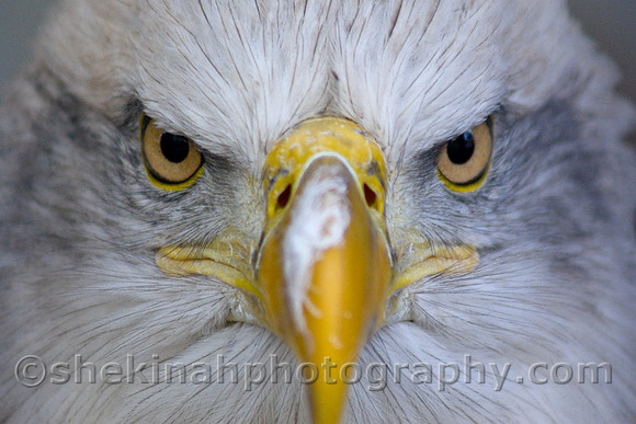 American Bald Eagle