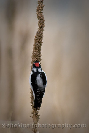 Downy Woodpecker