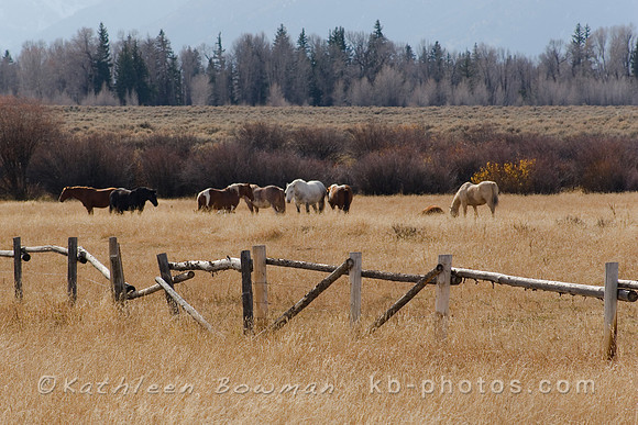Wild Horses