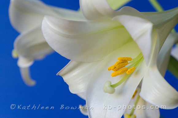 Easter Lilies