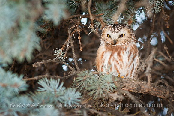 Saw-whet Owl perches in a conifer tree
