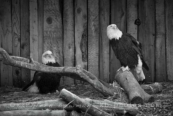 Bald Eagles