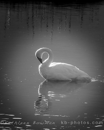 Trumpeter Swan