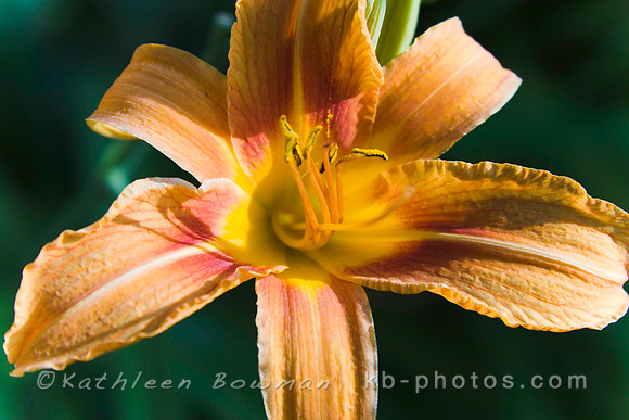Tiger Lily 1