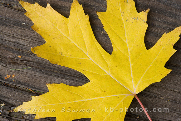Leaf 1