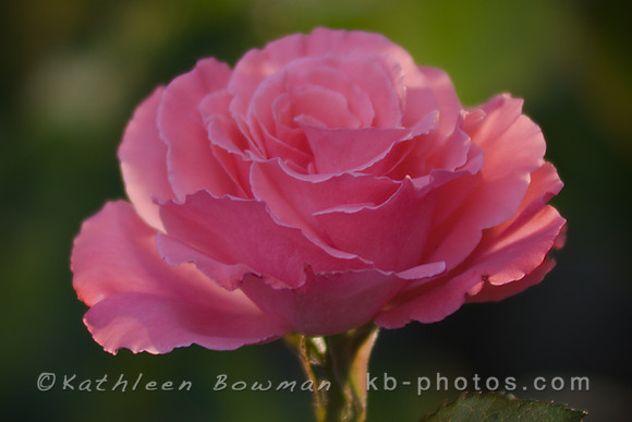 Pink Rose