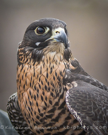 Peregrine Falcon Protrait