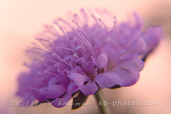 Pincushion Flower