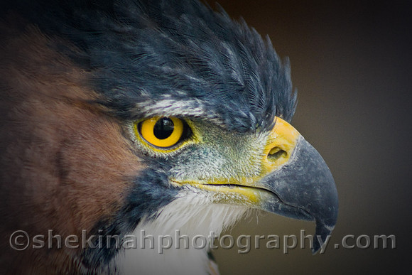 Ornate Hawk Eagle