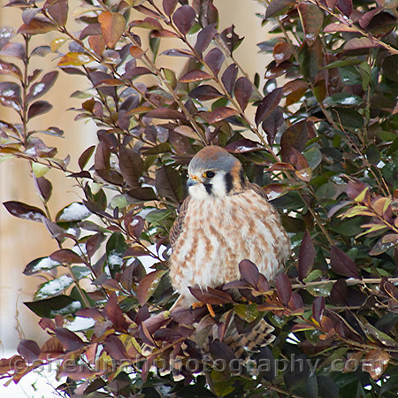 American Kestrel