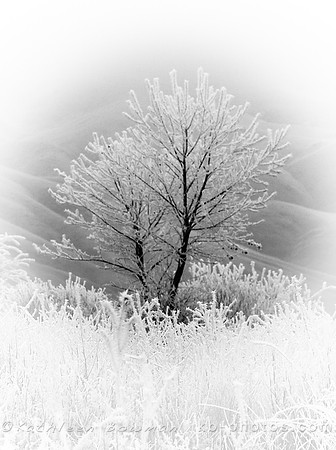 Frosted Tree