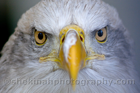 American Bald Eagle