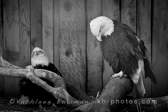 Bald Eagles