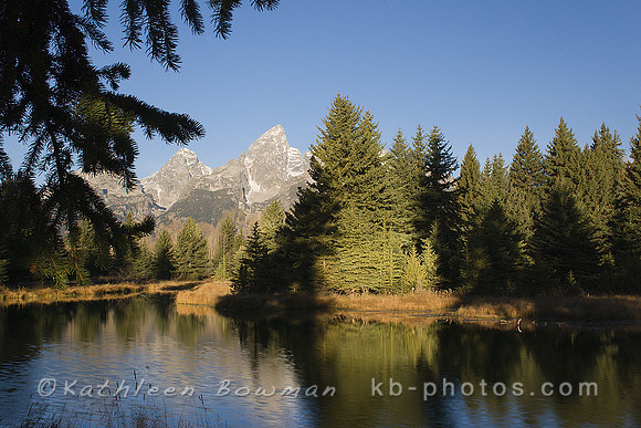 Tree Framed Tetons