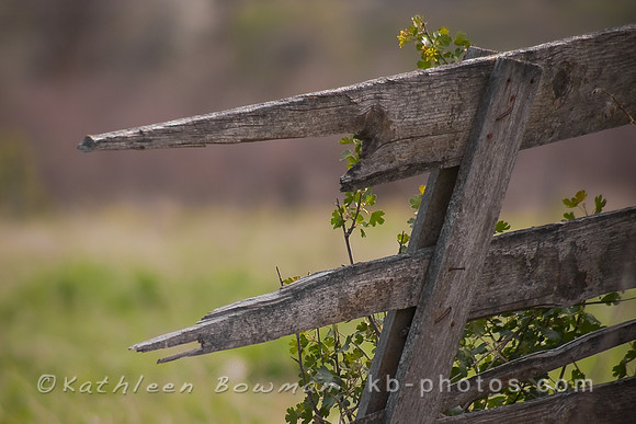 Broken Fence 2